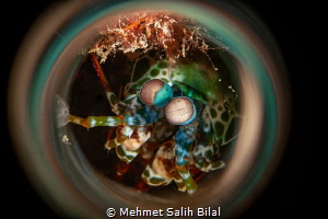 Mantis shrimp. by Mehmet Salih Bilal 